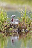 Red-throated Loonborder=